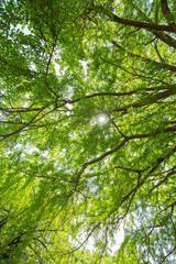 新緑のイチョウ
