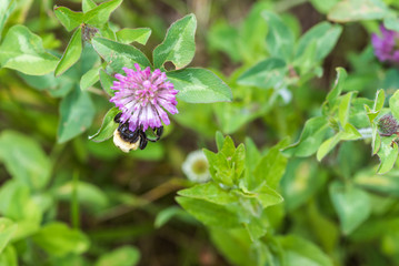 Bumblebee on a clover flower