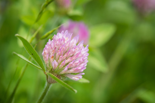 Close up of a clover (trifolium) flower