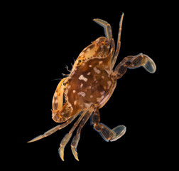 The orange-brown carapace, claws, and legs of the Sargassum Swimming Crab blends in with the coloration of Sargassum seaweed. Isolated on a black background
