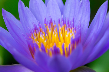 Macro pollen of purple lotus ( Nymphaea Nouchali ) , Beautiful flower inThailand