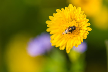 Rhiniidae fly sit on Chrysanthemum flower.