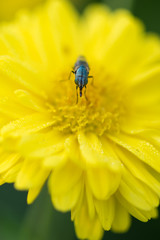 Naklejka premium Rhiniidae fly sit on Chrysanthemum flower.