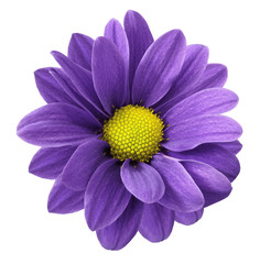 Purple gerbera flower.  White isolated background with clipping path.   Closeup.  no shadows.  For design.  Nature.