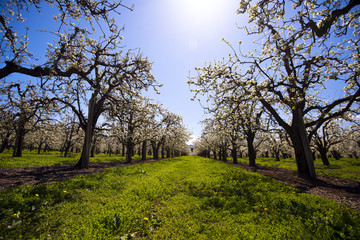 Blossoming trees grass and sky