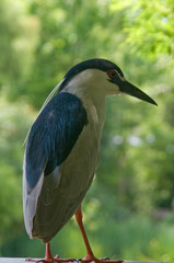 Blue Feathered Bird