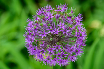 Close up of Purple Allium Blossom 