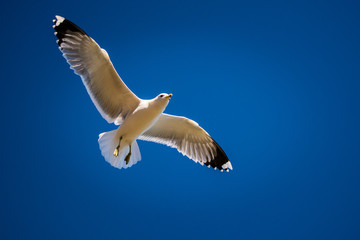 Gull in Flight