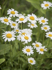 Fototapeta premium white flowers 2