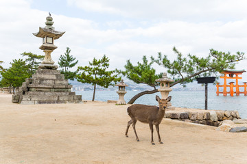 Miyajima gate and deer