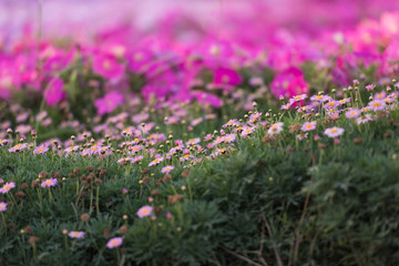 Dubai miracle garden