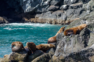 Steller Sea Lion