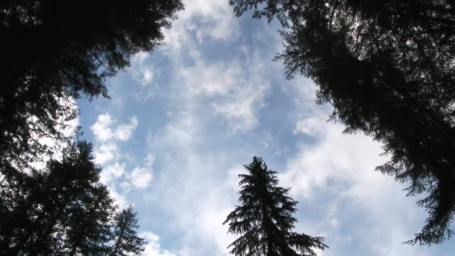 Low angle shot looking straight up through a window of forest trees revealing two weather systems meeting from both directions, real time.