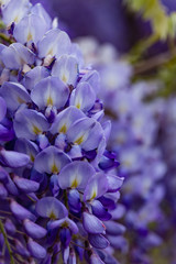 Closeup of wisteria blooming