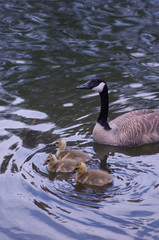 Canadian Geese with Chicks