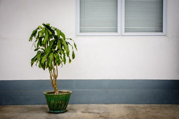 croton plant with ceramic vase beside the windows © AungMyintMyat