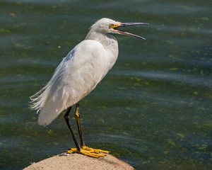 Snowy Egret Laughing