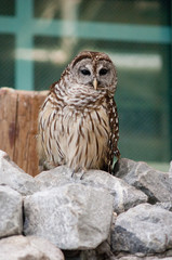 Owl on Rock