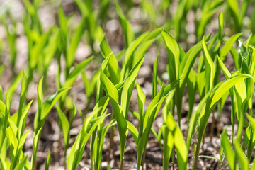 Green leaves of lilies of the valley