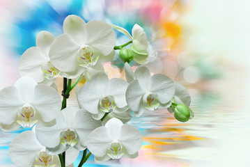 Obraz premium Orchid flower close up