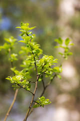 Spring branch with green leaves