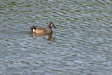Blue winged Teal