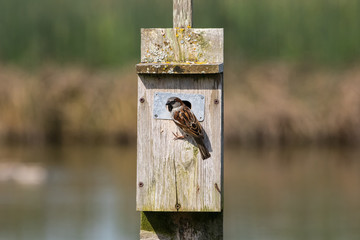 House sparrow and birdhouse