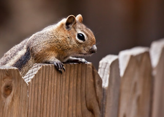 Cute Chipmunk
