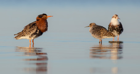 Fototapeta premium Ruff - Philomachus pugnax / Calidris pugnax - at the Curonian lagoon shore, Lithuania, spring