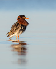 Ruff - Philomachus pugnax / Calidris pugnax - at the Curonian lagoon shore, Lithuania, spring
