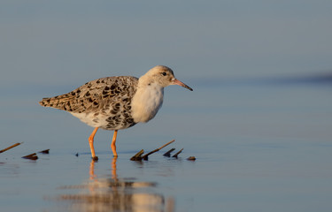 Ruff - Philomachus pugnax / Calidris pugnax - at the Curonian lagoon shore, Lithuania, spring