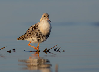 Ruff - Philomachus pugnax / Calidris pugnax - at the Curonian lagoon shore, Lithuania, spring