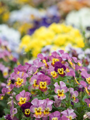 Obraz premium ビオラの花 