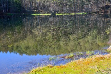 Green forest and lake in the mountain in japanese spring 