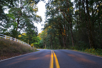 Forest winding road surrounded by wildlife