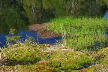 Green forest and lake in the mountain in japanese spring 