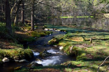 Green forest and lake in the mountain in japanese spring 
