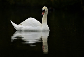 Mute Swan (Cygnus olor)