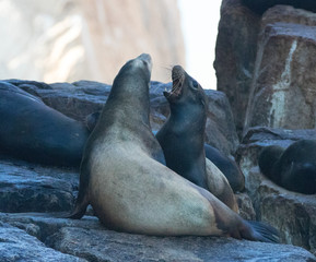 California Sea Lions fighting on La Lobera [“the Wolves Lair”] the Sea Lion colony rock at Los Arcos at Lands End in Cabo San Lucas Mexico