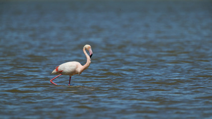 Greater Flamingo (Phoenicopterus roseus)
