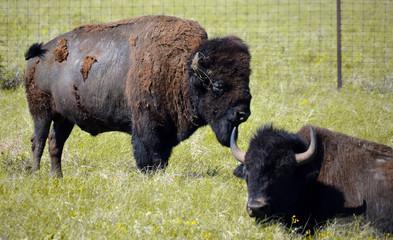 American Bisons
