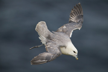 Fulmar (Fulmarus glacialis)