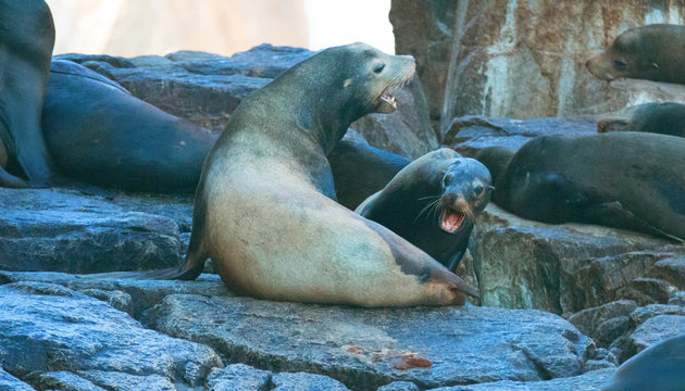 California Sea Lions Fighting On La Lobera [“the Wolves Lair”] The Sea Lion Colony Rock At Los Arcos At Lands End In Cabo San Lucas Baja Mexico BCS