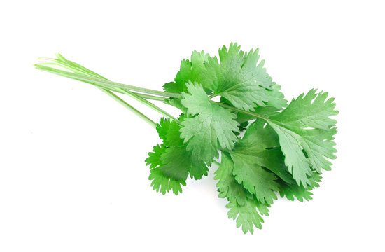 fresh green cilantro isolated on white background