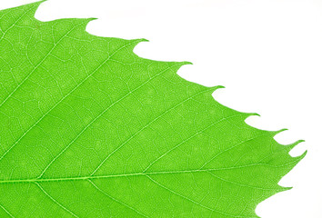 close up on green leaf isolated on white background