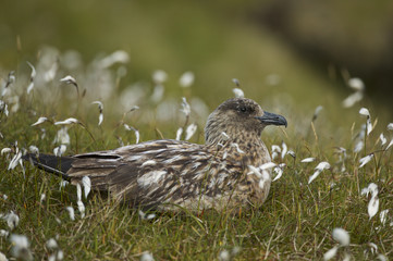 Great Skua (Catharcta skua)