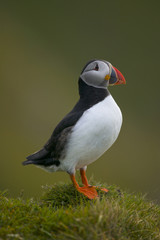 Atlantic puffin (Fratercula arctica)