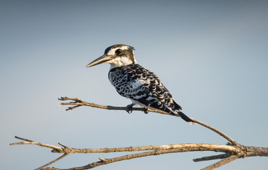 Pied Kingfisher-Kruger National Park 0013-Kingfisher perched on a branch