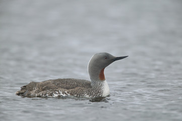 Red-throated diver/loon (Gavia stellata)