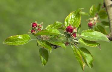 Apple trees flowers. the seed-bearing part of a plant, consisting of reproductive organs